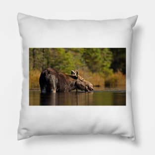 Swimming with Moose - Algonquin Park, Canada Pillow