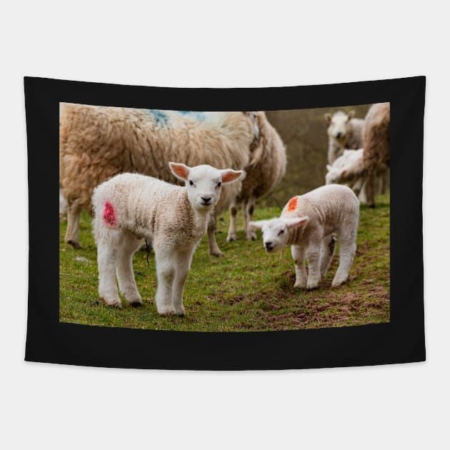 Newborn Lambs in the Brecon Beacons Tapestry by dasantillo