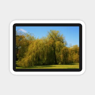 Willow Magnet