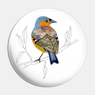 Chaffinch - little garden bird Pin