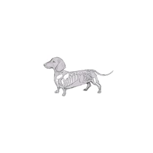 Dachshund Skeleton T-Shirt