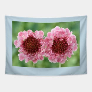 Scabiosa  Marshmallow Scoop = &#39;Dmarshscop&#39;  Scabious  Scoop Series Tapestry