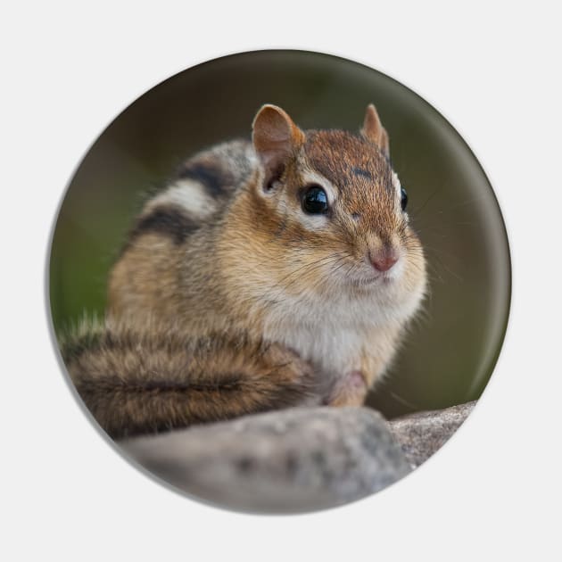 Chipmunk Pin by jaydee1400