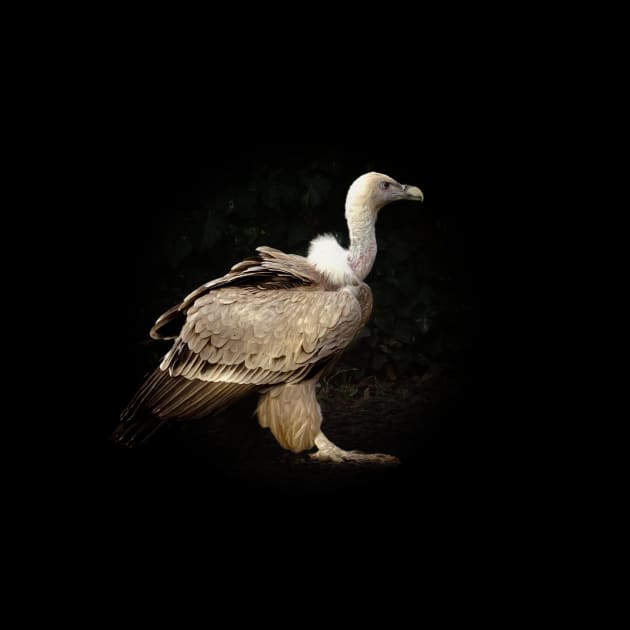 Vulture by Guardi