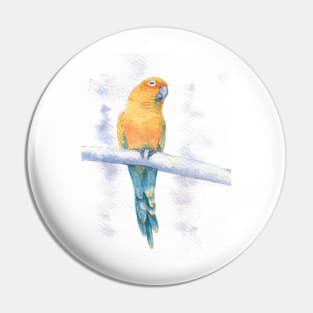 sun conure jendaya watercolor portrait Pin