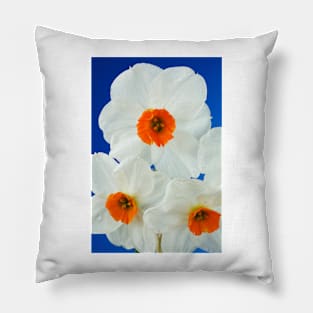 Narcissus  'Geranium'  AGM  Daffodil  Div. 8 Tazetta Pillow