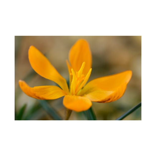 Crocus  &#39;Orange Monarch&#39; by chrisburrows