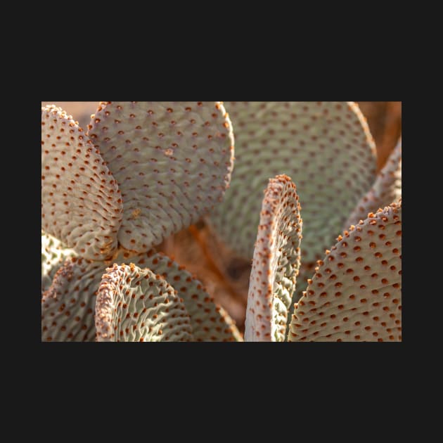 Beavertail Cactus by jvnimages