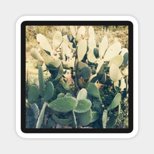 Cactus Garden II Magnet