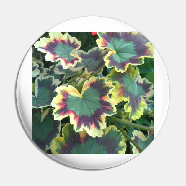 Geranium (Pelargonium) Leaves Pin by LifeSimpliCity