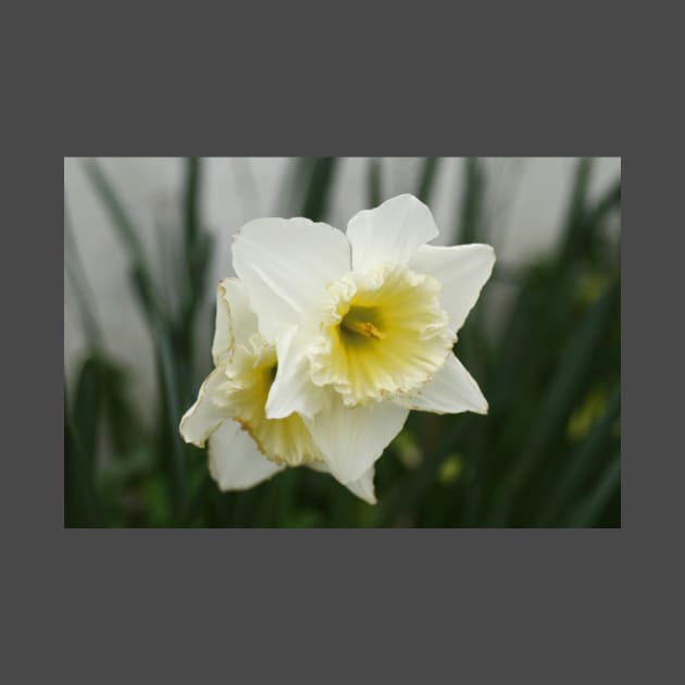 White and Yellow Daffodils, Early Spring Flowers by oknoki