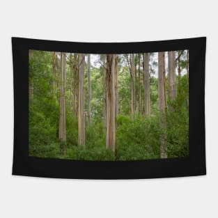 Many tall gum trees in Otway National Park. Tapestry