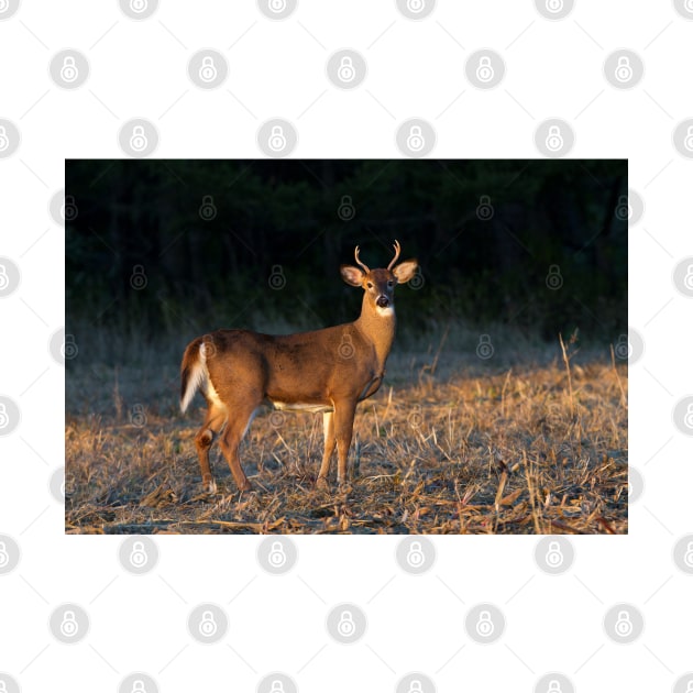 Golden Hour Buck - White-tailed Buck by Jim Cumming