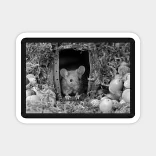 wild house mouse Magnet