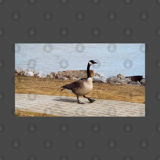 Canada Goose Walking On The Sidewalk by BackyardBirder