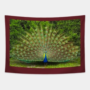 Peacock in its beauty Tapestry