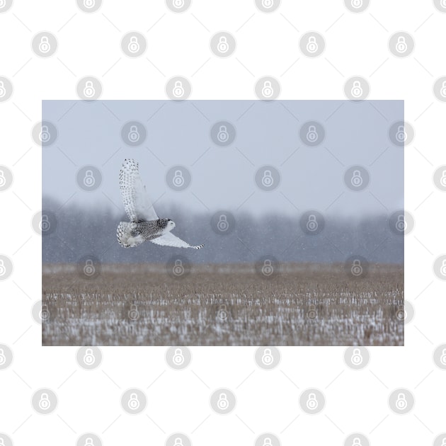 Snowy Owl takes flight by Jim Cumming