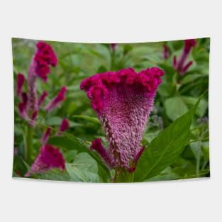 Pink-Purple Coxcomb Flower Tapestry