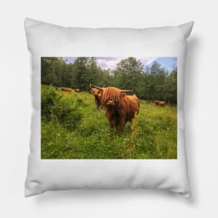 Scottish Highland Cattle Calf 2031 Pillow