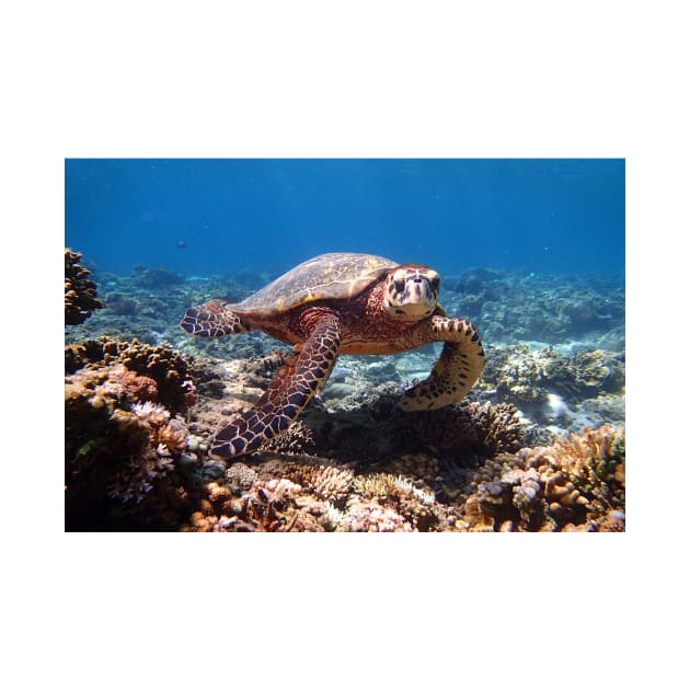 a turtle swimming under water on gili meno island in indonesia by Geoff79