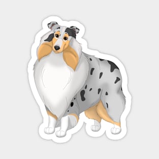 White, Blue Merle & Tan Rough Collie Dog Magnet