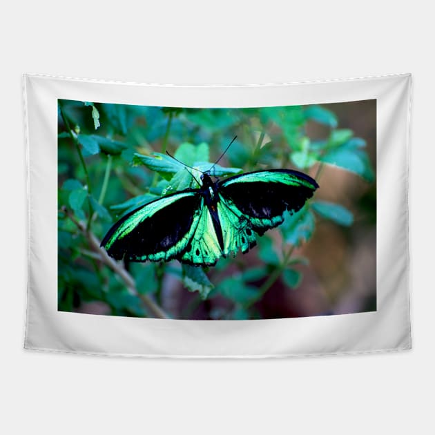 Female Cairns Birdwing Tapestry by GP1746