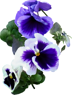 Three Purple Pansies in a Row Magnet