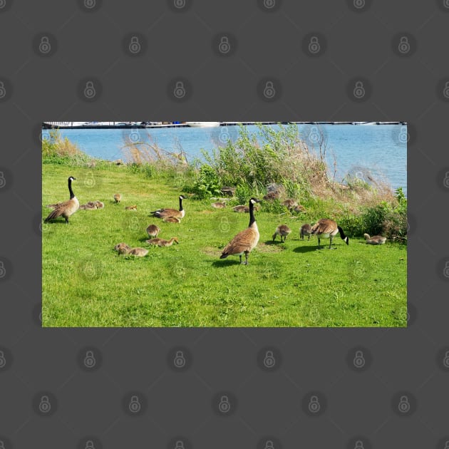 Canada Goose Family Resting On The Grass by BackyardBirder