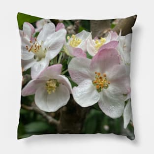 Apple Blossoms Pillow