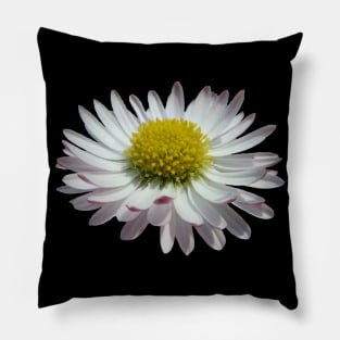 wonderful daisy flower, nature, daisies, Pillow