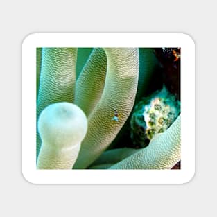 Squat Cleaner Shrimp and Giant Sea Anemone Magnet