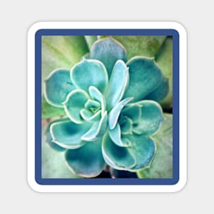 Blue Succulent Magnet