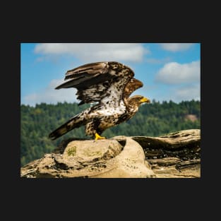 Juvenile Bald Eagle ready for take off. T-Shirt