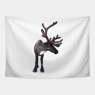 Santa Claus Reindeer Tapestry