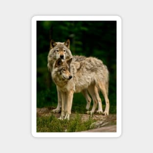 Gray Wolf Magnet