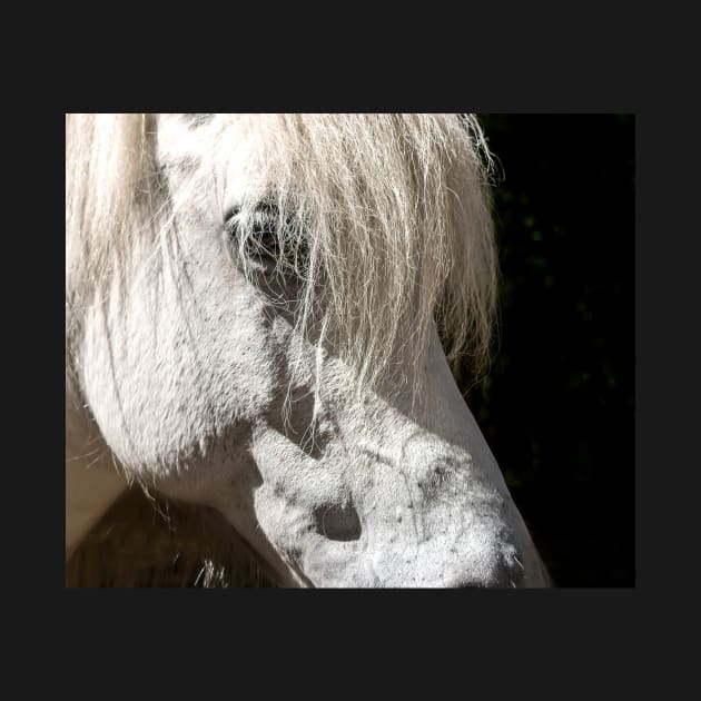 Beautiful white horse portrait on black background by lena-maximova