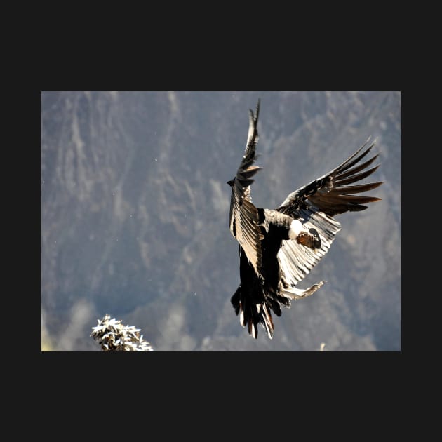 Pérou - canyon de colca, Condor by franck380