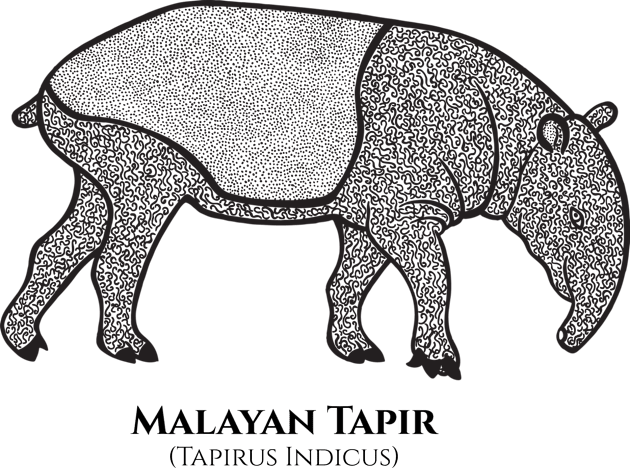 Malayan Tapir with Common and Scientific Names - detailed animal drawing Kids T-Shirt by Green Paladin