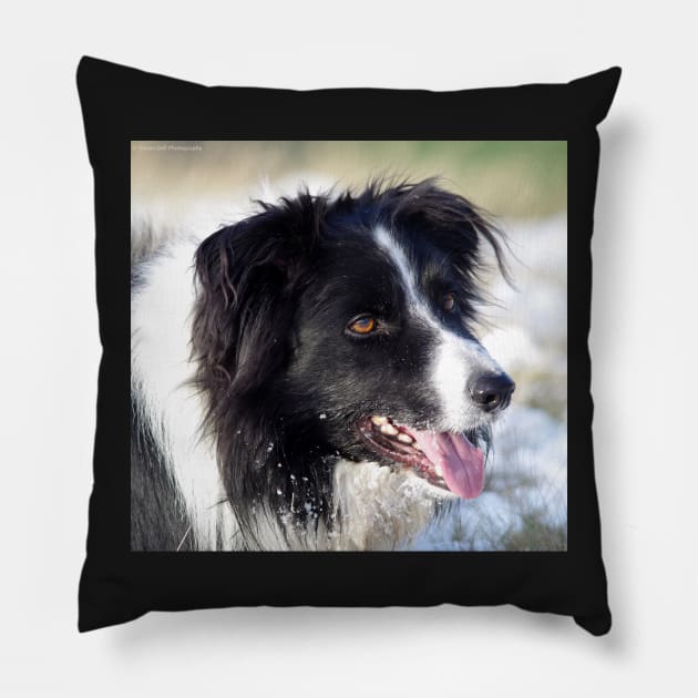 Border Collie dog in the snow Pillow by Simon-dell