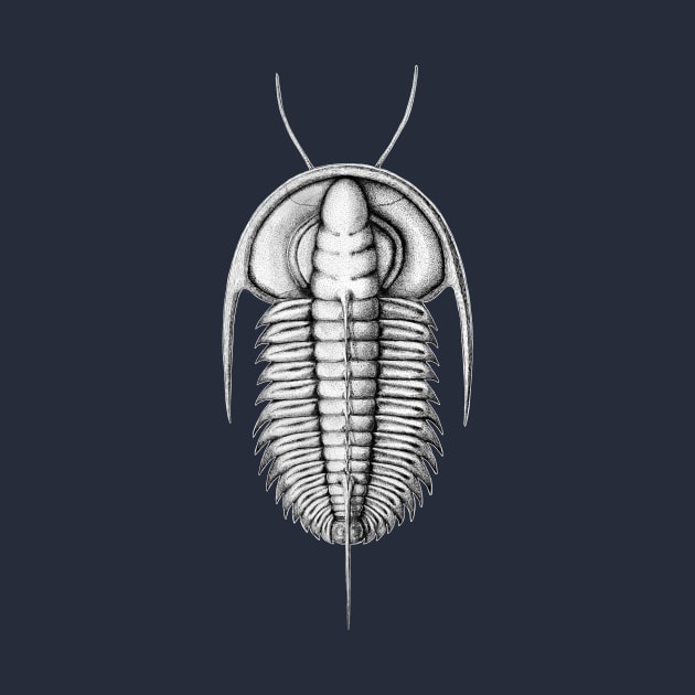 Redlichia, Cambrian Trilobite from Kangaroo Island by KKpalaeoartist