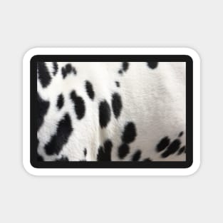 Dalmatian Dog Fur Magnet