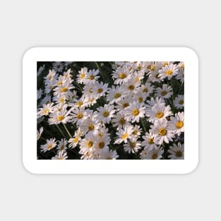 Shasta Daisy Magnet