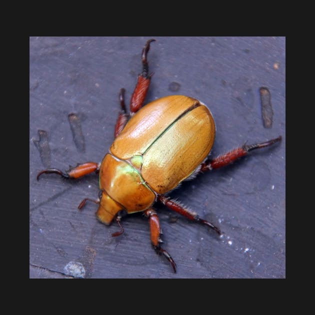 Christmas Beetle  - South Australia by MagpieSprings