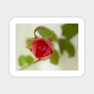 Sentimental Rose Magnet