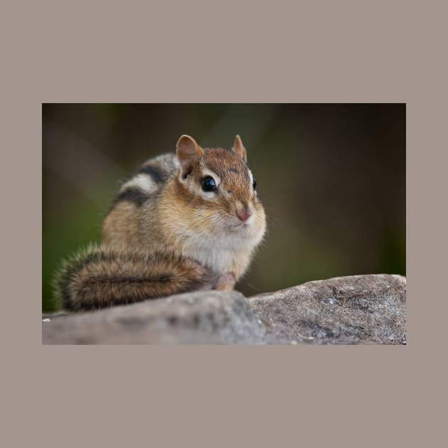 Chipmunk by jaydee1400