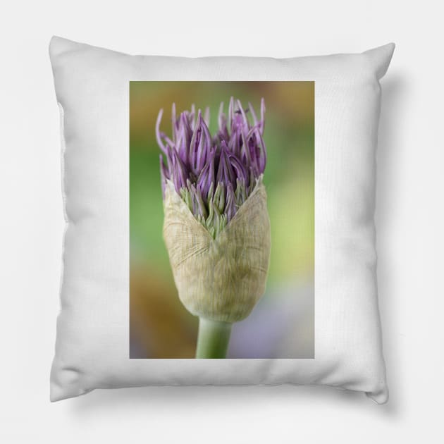 Allium  &#39;Powder Puff&#39;  AGM  Ornamental onion Pillow by chrisburrows