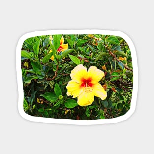 Yellow flower photography Magnet