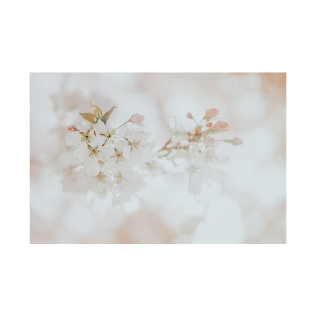 White Cherry Blossom Photo, Atmospheric Oshima Cherry Blossom Close-up by Melissa Peltenburg Travel Photography