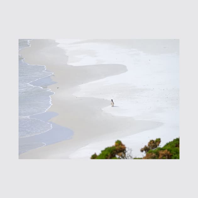 LONE PENGUIN ON SANDY BEACH by NATURE WILD