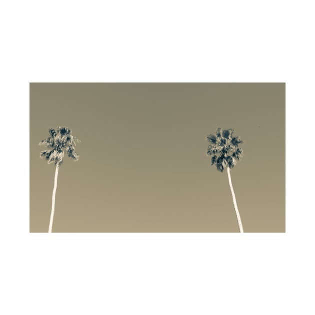 Split toned effect tall fan palm trees against blue sky by brians101